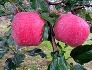 洛川苹果